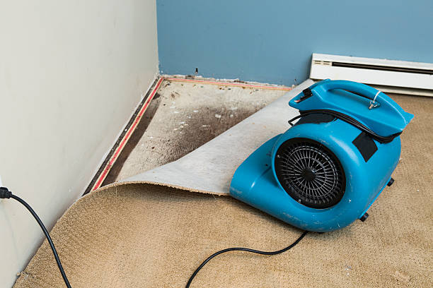 Best Local water damage restoration  in Kimberling City, MO